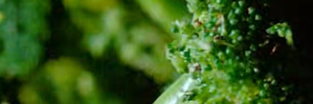 chayesrdld's profile banner image
