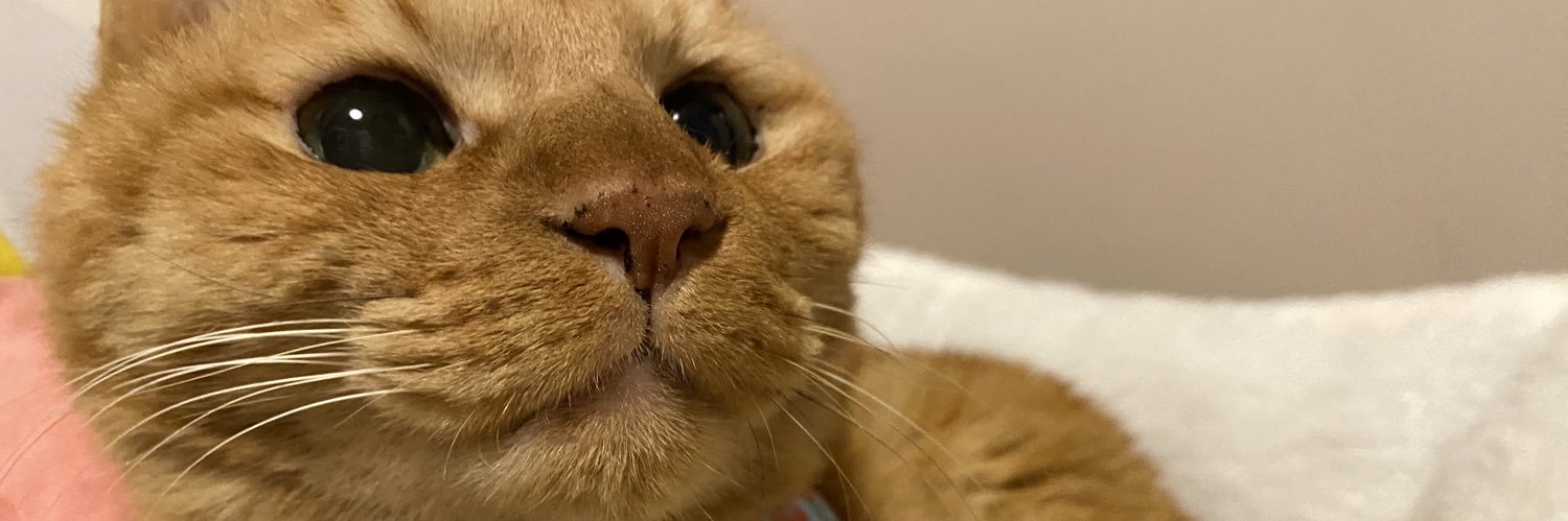 森永理科と猫's banner