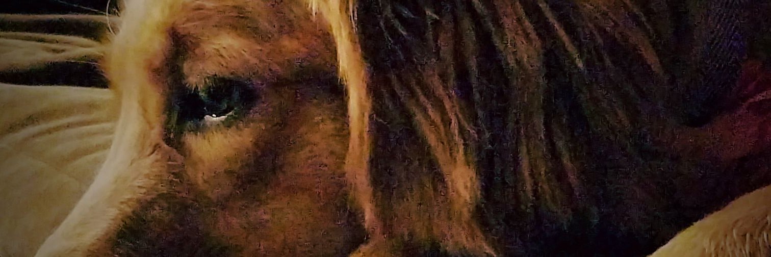 Mancona banner