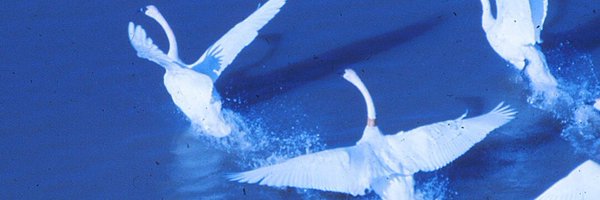 Haggisman57 Profile Banner