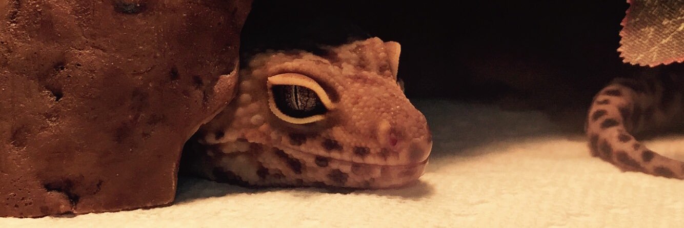 daniellelisam's profile banner image