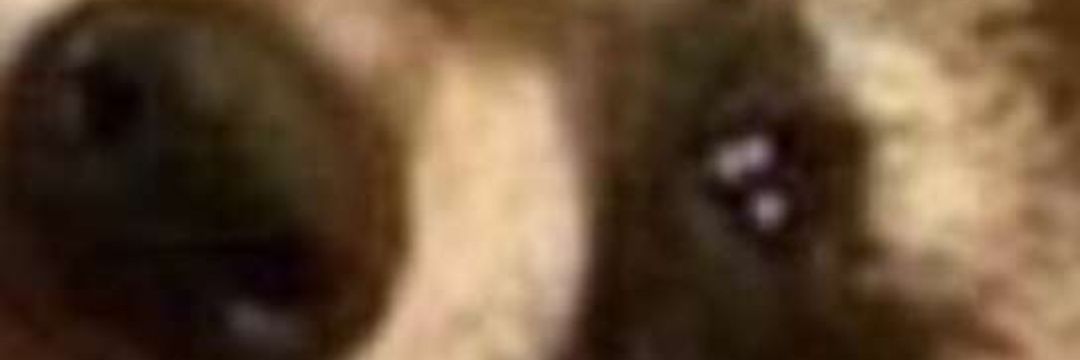 Cadereno's profile banner image
