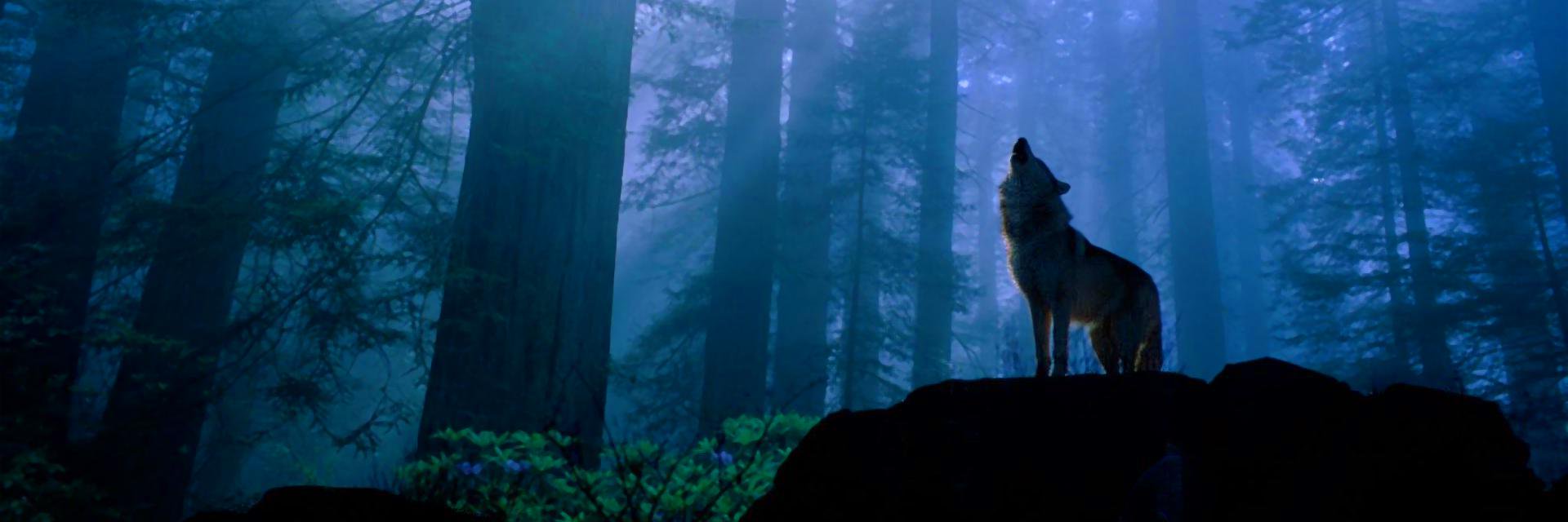 DerekWerwolf's profile banner image