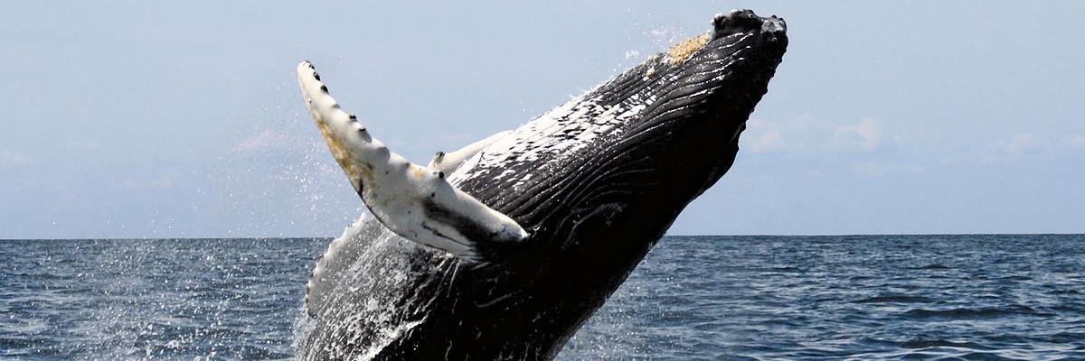 GrumpyHumpback's profile banner image