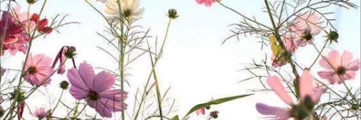AneliChavez's profile banner image