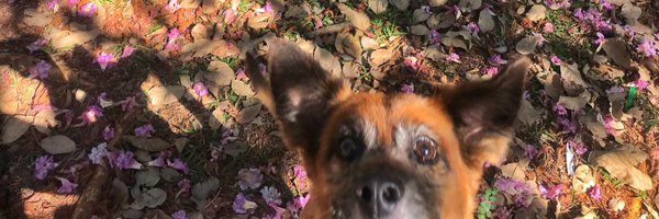 JuliaBobrow Profile Banner