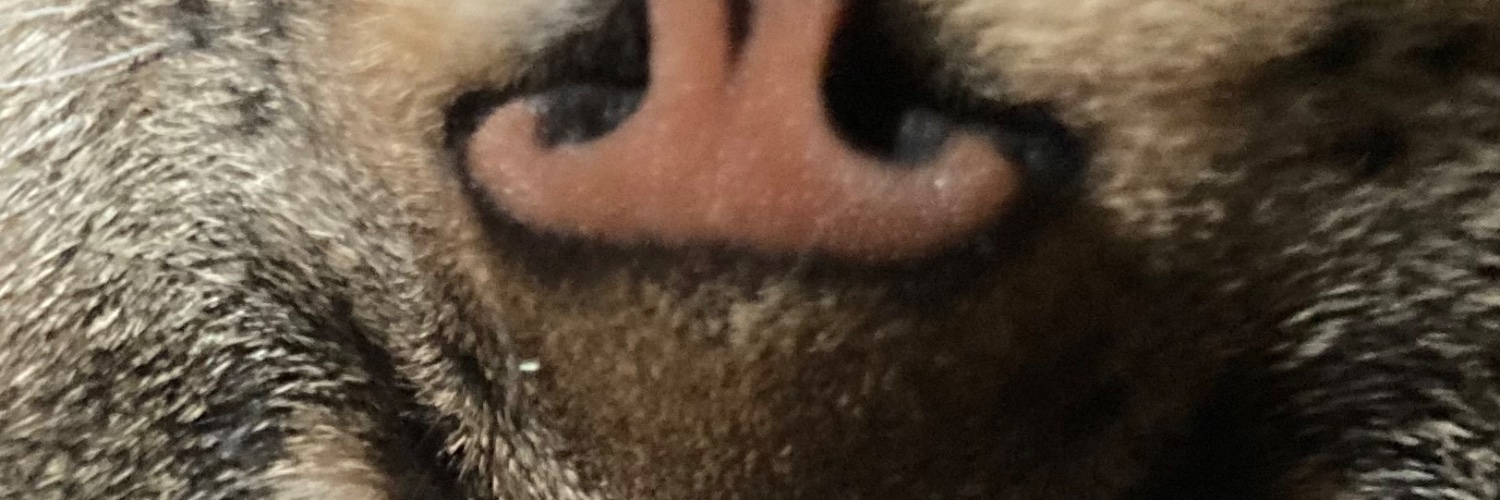arikacasebolt's profile banner image