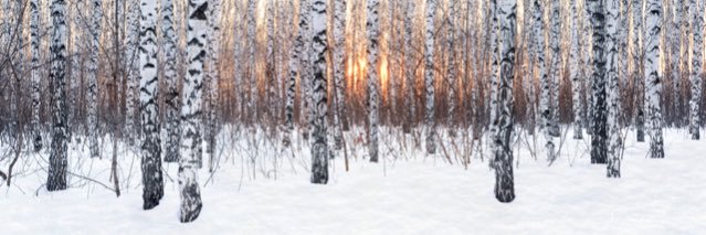 mary sassin🇺🇸 banner