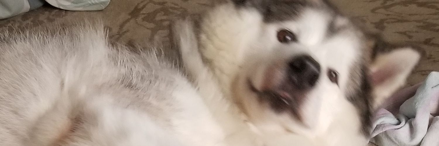 dzudovich's profile banner image