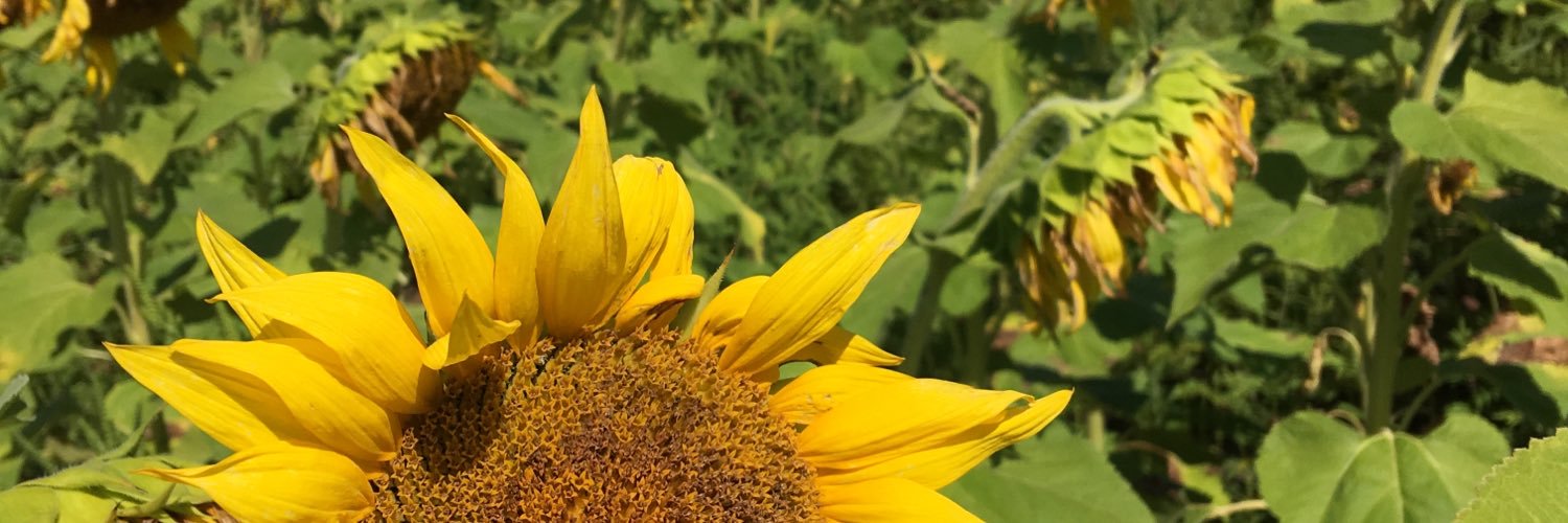j_scholler's profile banner image