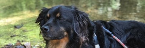 Kaitlin Jansen banner