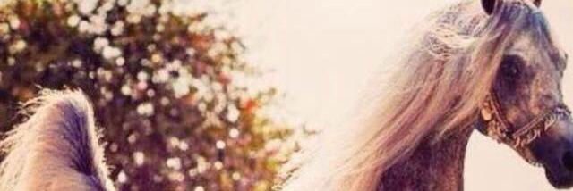 7999Rt's profile banner image