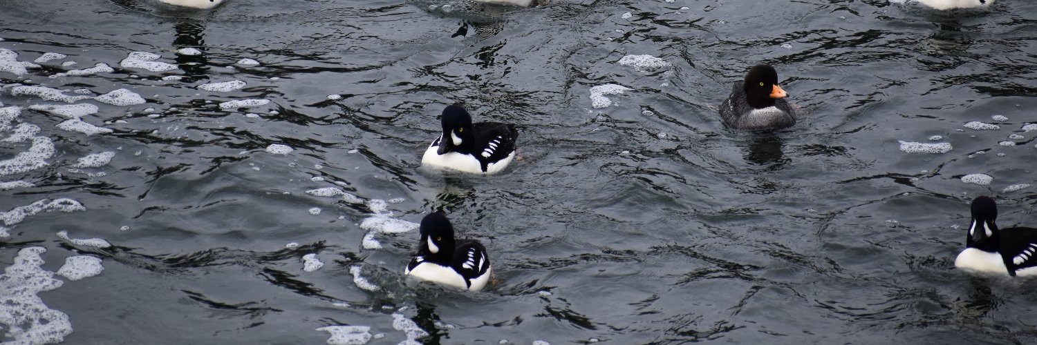 DuckingGreyDuck's profile banner image