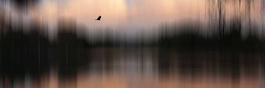 eilnshah's profile banner image