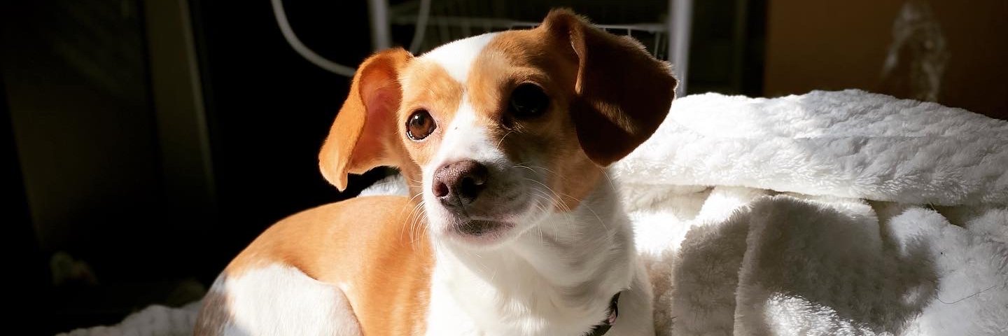 🐝 Teto 🐏 banner