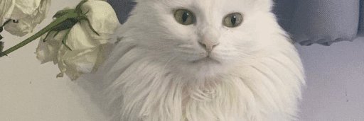 shaylynnboxer's profile banner image