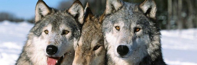 Town_of_Wolves's profile banner image