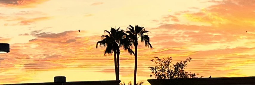 thenIpalmtrees's profile banner image