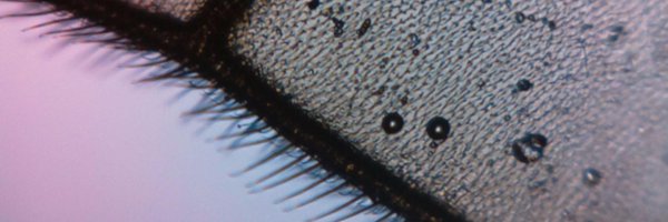 iolightmicro Profile Banner