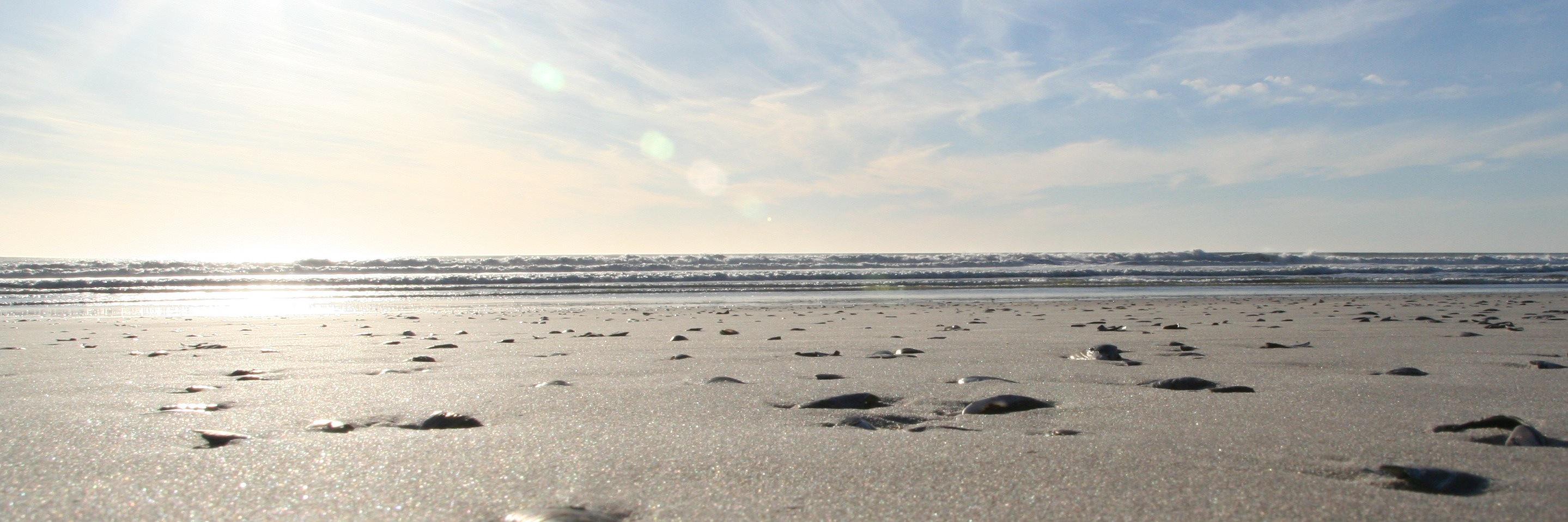 Francesca Beighton banner