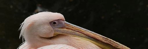 Hakeohdjd💚🌙❤️ Memecoin banner