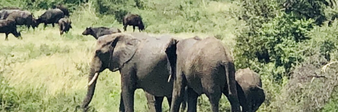 Jill Toussaint banner