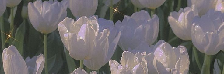 Soydioxa's profile banner image