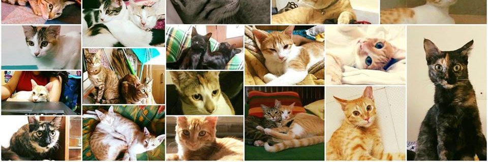 thecatstudioblr's profile banner image