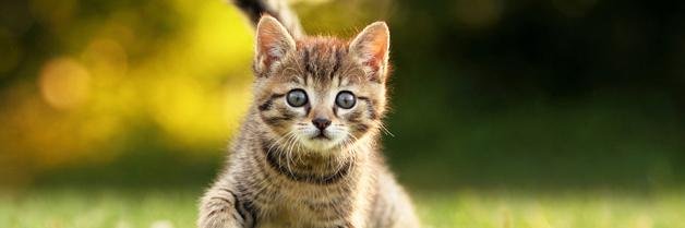 Arbre_a_Chat_FR's profile banner image