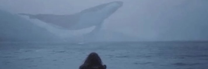 ImWhaale's profile banner image