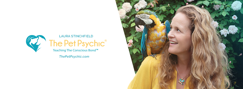 ThePetPsychic's profile banner image