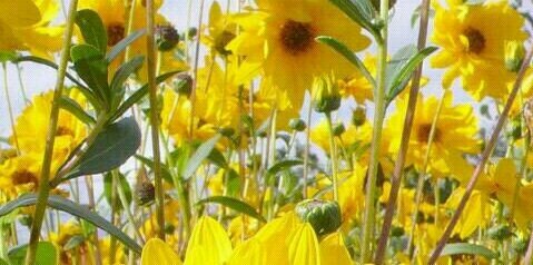 Pilar de Diego banner