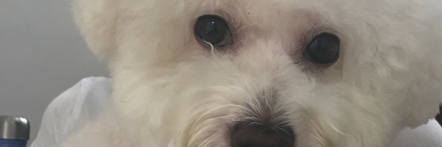 BichonMugsy's profile banner image