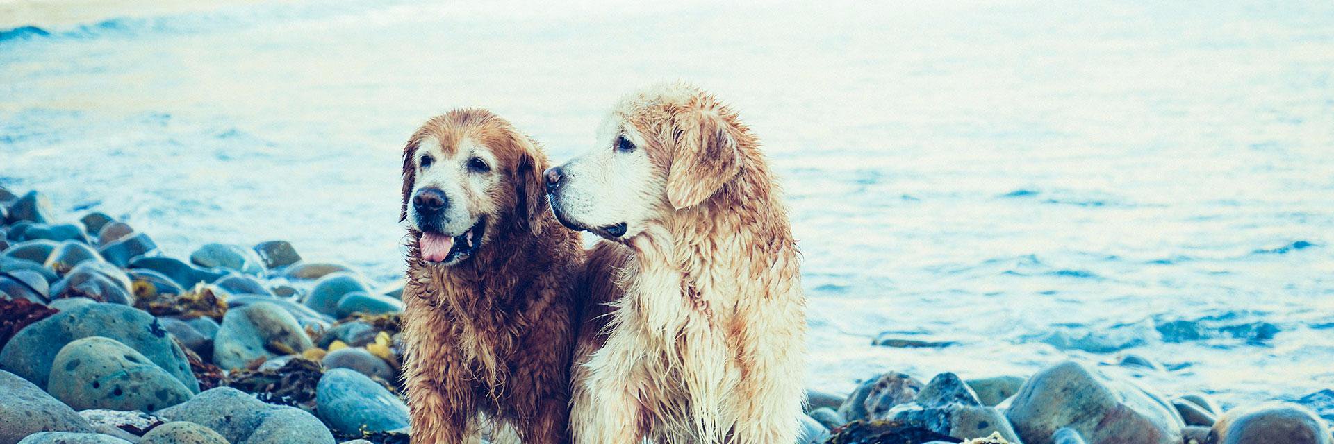 DogDialog's profile banner image