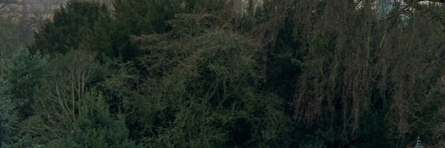 caviarbites's profile banner image