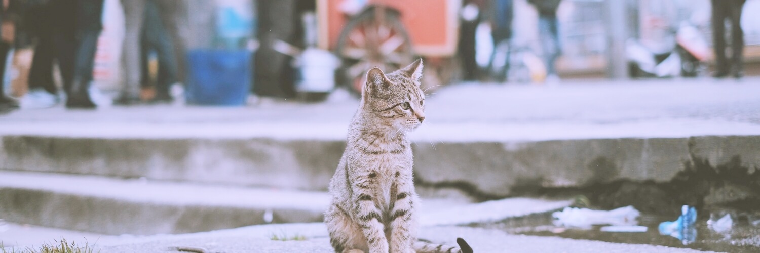 ネコ王国🐈✨ 的个人资料封面