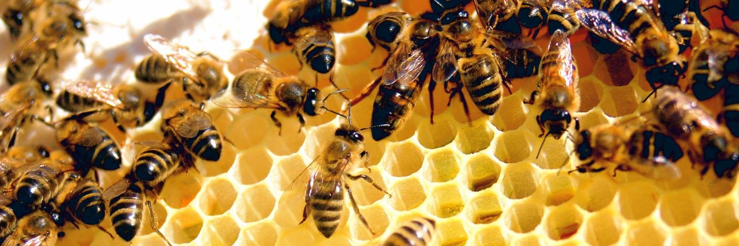 WorkerBee137's profile banner image