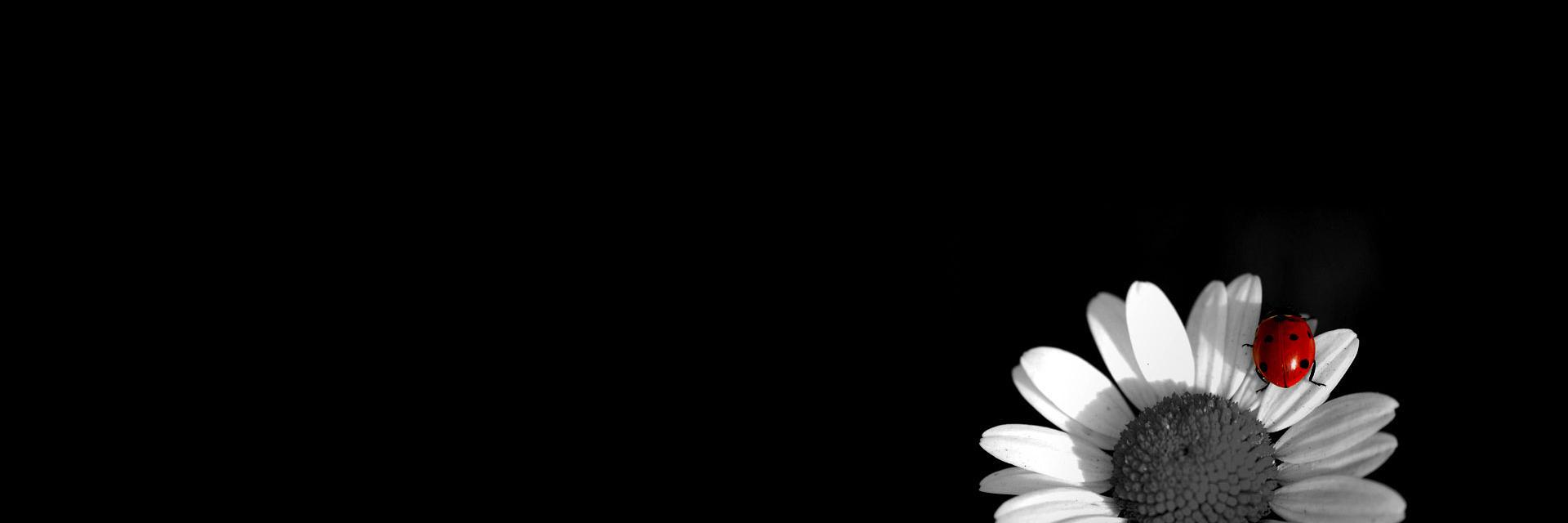 AsoumaBn's profile banner image