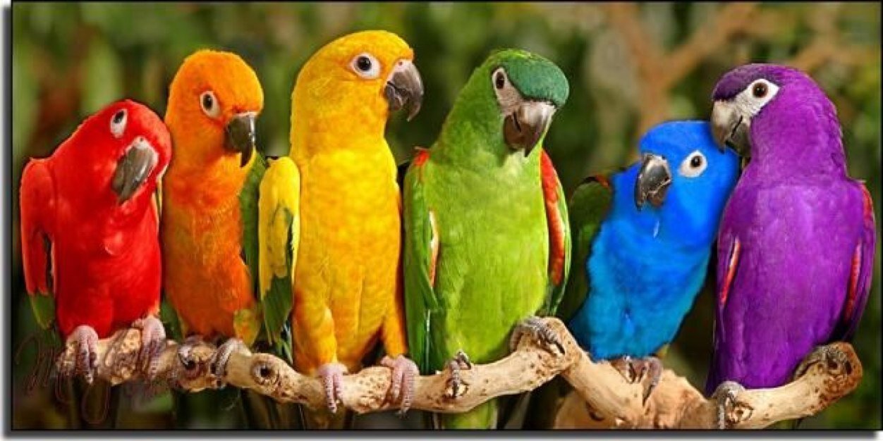Sir Ichịẹ Strauss 🦜 🦕 banner