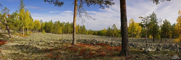 theNHIS Profile Banner