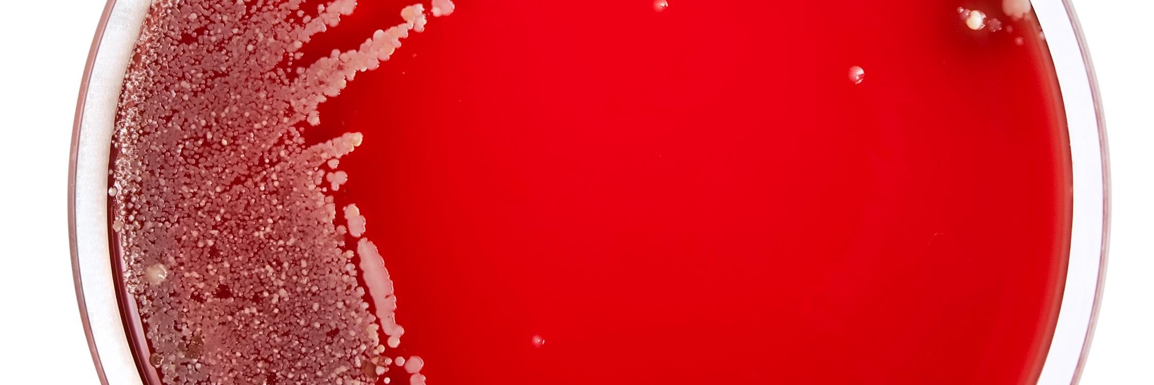 pusnbugsMD's profile banner image