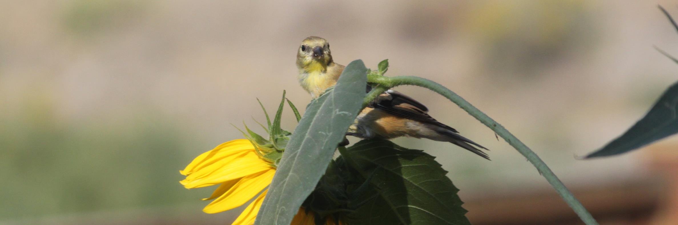 vineyardheaven's profile banner image