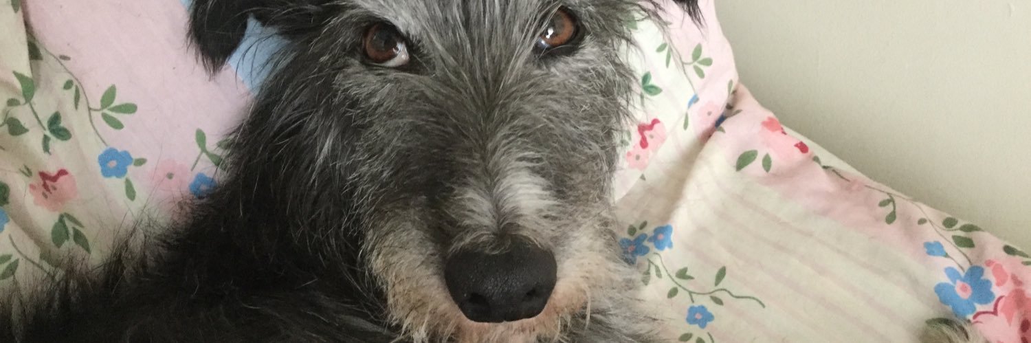 Emergency Paws banner