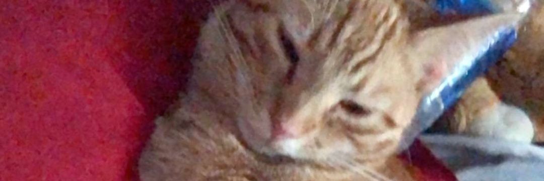 Jello_Meek's profile banner image