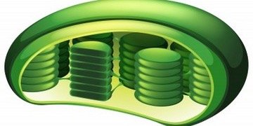 CHLOROPLAST2ap's profile banner image