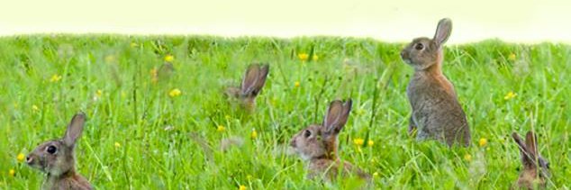 rabbit_vet's profile banner image