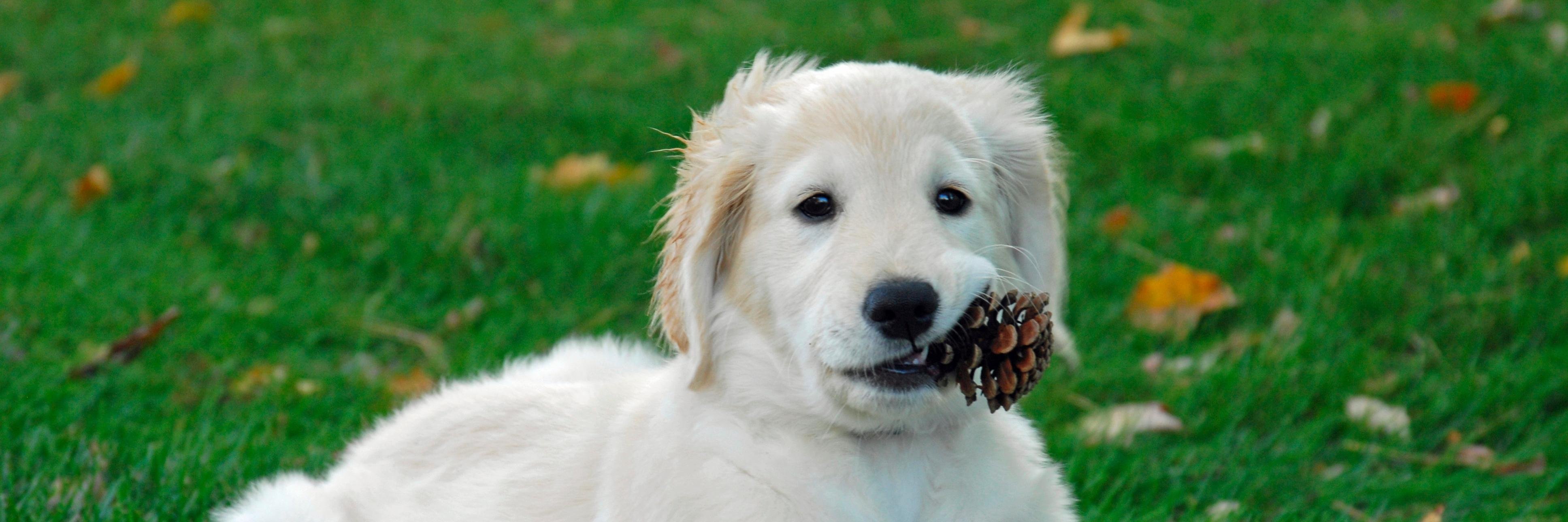 SeattleVet's profile banner image