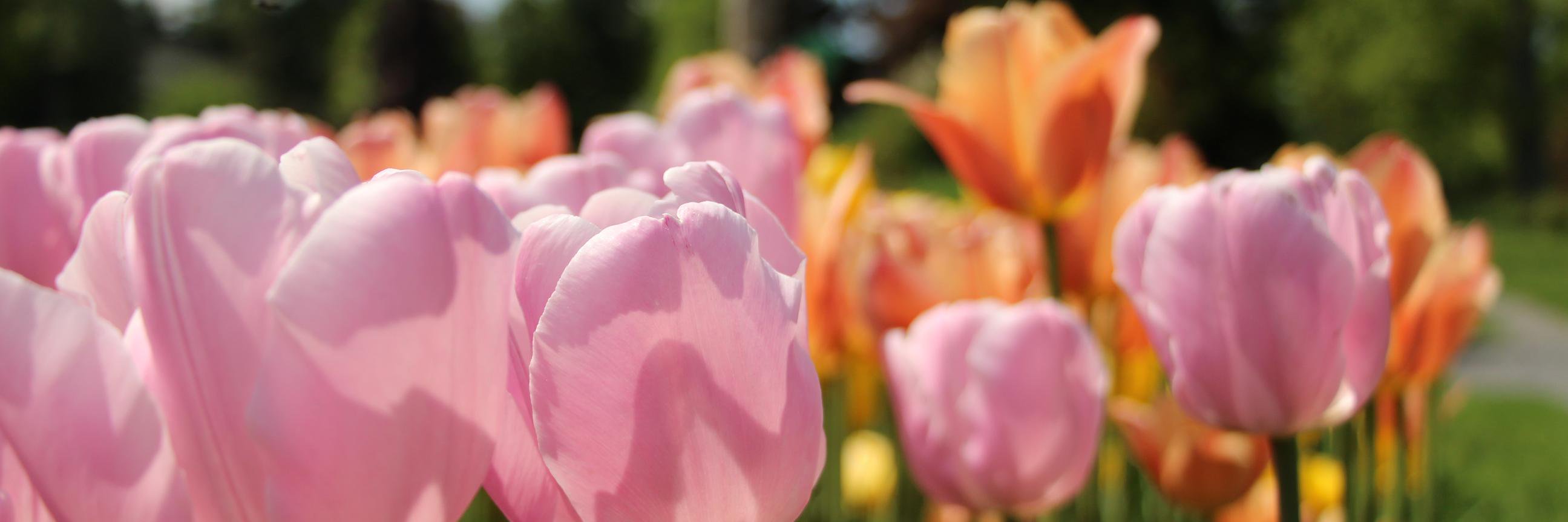 Cara Tenenbaum banner