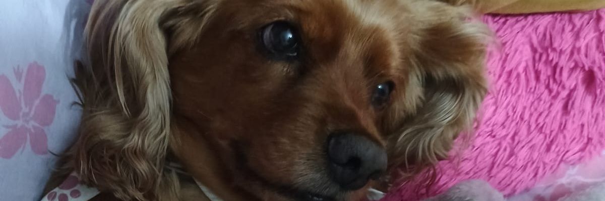 Angee Cardona banner