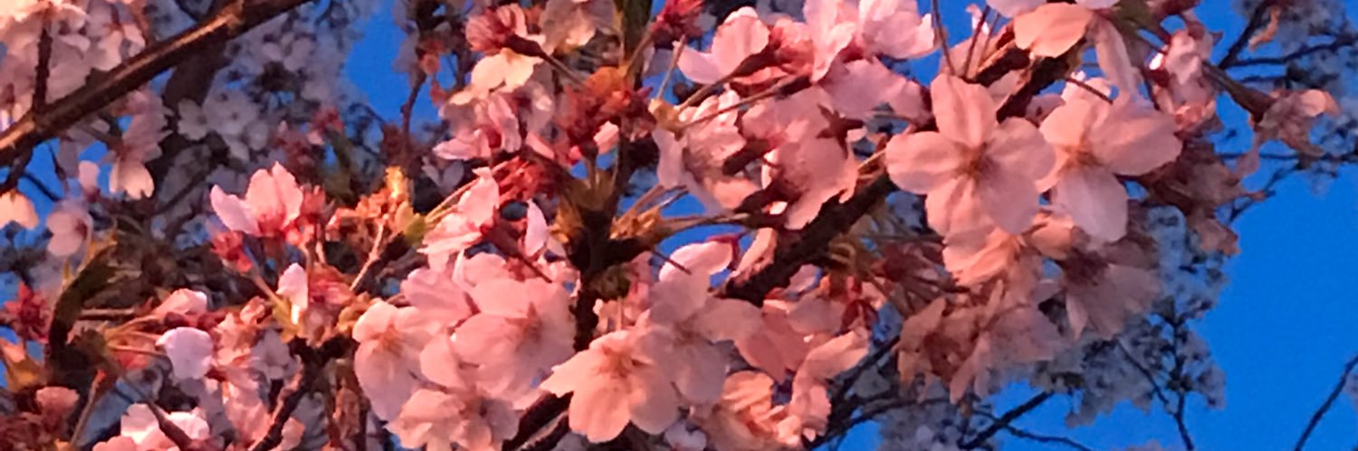 yuuka08313's profile banner image
